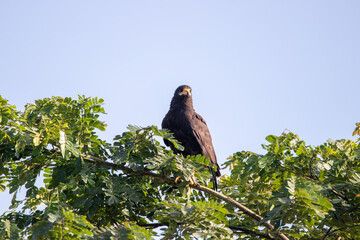 A Common Black Hawk in Costa Rica