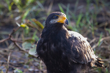 A Common Black Hawk in Costa Rica