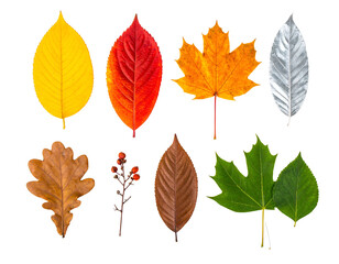 Eight assorted, vibrant autumn leaves of different shapes and colors on black background