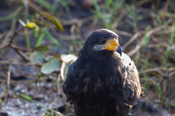 A Common Black Hawk in Costa Rica