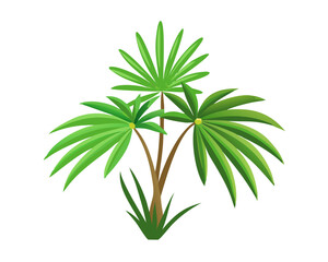 Lady Palm, flat style 2D vector image, isolated on a white background