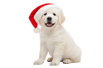Adorable golden retriever puppy wearing a Santa hat brings holiday cheer and festive spirit for Christmas cards and seasonal promotions