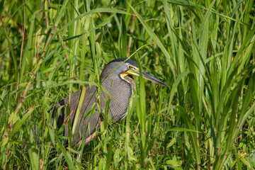 A Bare-throated Tiger-Heron in Costa Rica