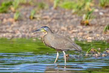 A Bare-throated Tiger-Heron in Costa Rica