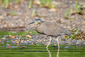 A Bare-throated Tiger-Heron in Costa Rica