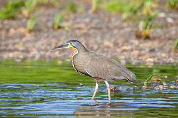 A Bare-throated Tiger-Heron in Costa Rica
