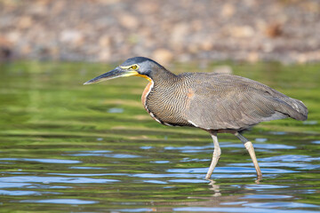 A Bare-throated Tiger-Heron in Costa Rica