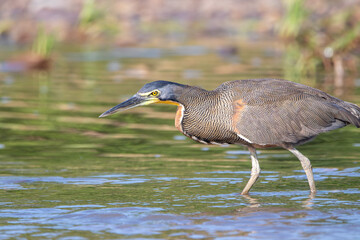 A Bare-throated Tiger-Heron in Costa Rica