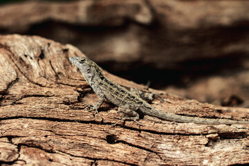 Lizard on dry wood in tropical forest