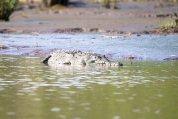 An American Crocodile in Costa Rica