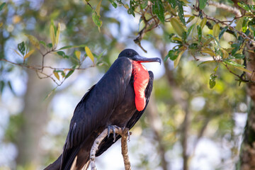 A Magnificent Frigatebird in Costa Rica