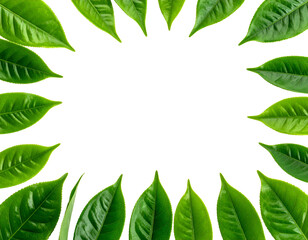 Green leaves form a frame around a black void. Bright, healthy foliage