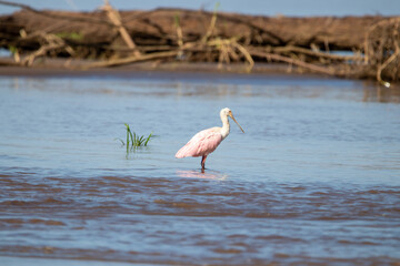 A Roseate Spoonbill in Costa Rica