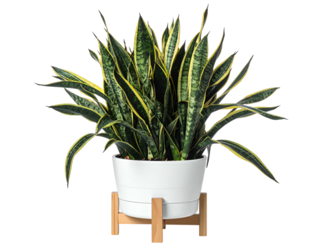 A potted snake plant with yellow-edged leaves, sits in a white pot on wooden stand