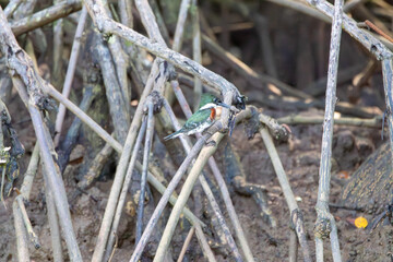 A Green Kingfisher in Costa Rica