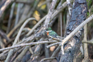 A Green Kingfisher in Costa Rica