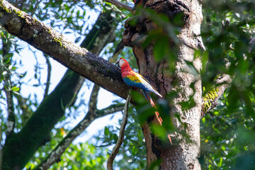 A Scarlet Macaw in Costa Rica