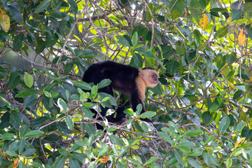 A Central American White-faced Capuchin in Costa Rica