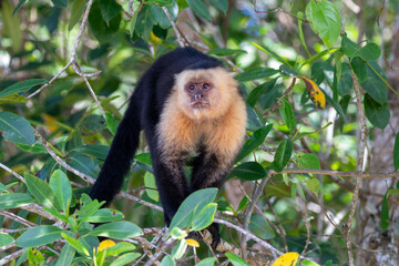 A Central American White-faced Capuchin in Costa Rica