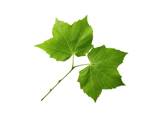 Isolated green poison ivy leaves with stem on black background showing leaf veins and texture, Isolated On Transparent Background