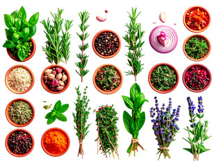 Assorted Aromatic Herbs Isolated on White Background