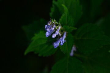 Isodon effusus flowers.Lamiaceae perennial of  endemic to Japan. It grows in the shade of trees and...