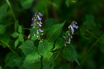 Isodon effusus flowers.Lamiaceae perennial of  endemic to Japan. It grows in the shade of trees and...