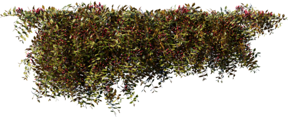 tree, nature, plant, illustration, leaf, vector, flower, art, grunge, black, pattern, design, frame, christmas, food, decoration, texture, green, flowers, floral, natural, branch, spice, ornament, sno