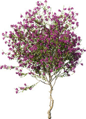 Obraz premium flower, flowers, nature, plant, purple, pink, blossom, spring, isolated, lilac, bloom, leaf, garden, summer, white, beauty, flora, floral, bush, blooming, petal, tree, bougainvillea, beautiful, color