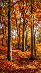 Autumn forest bathed in sunlight