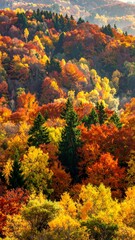 Obraz premium Autumn forest canopy bursting with color