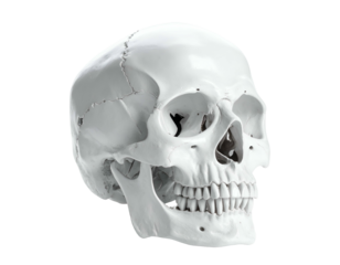 Rendered white anatomical human skull with eye sockets, nasal cavity, and teeth