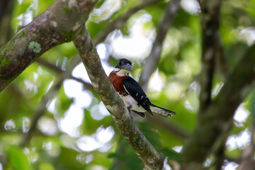An Amazon Kingfisher in Costa Rica