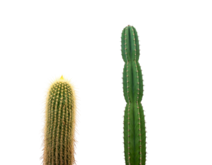 Two upright cacti of different varieties, one fuzzy, against a black background