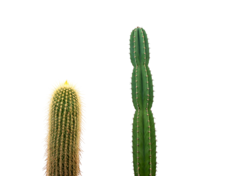 Two upright cacti of different varieties, one fuzzy, against a black background