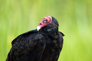 A Turkey Vulture in Costa Rica