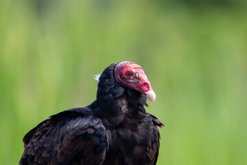A Turkey Vulture in Costa Rica