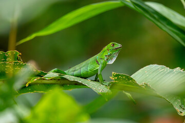 A Green Iguana in Costa Rica