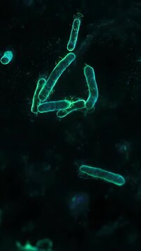 A realistic 3D animation of bacilli microorganisms. Suitable for scientific documentaries, educational videos, and medical presentations.