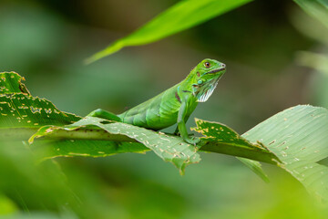 A Green Iguana in Costa Rica