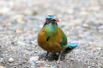 A Lesson's Motmot in Costa Rica