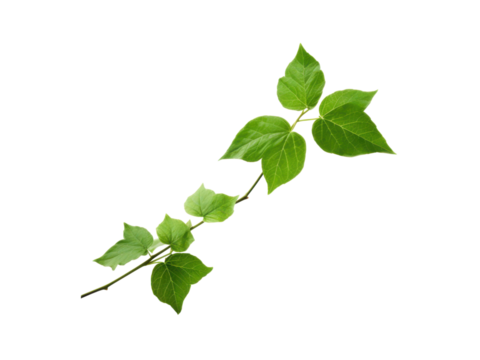 Isolated Poison Ivy Branch with Green Leaves and Stem on Black Background plant leaf, Isolated On Transparent Background