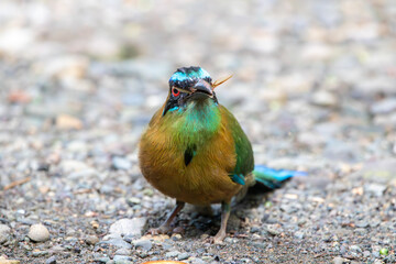 A Lesson's Motmot in Costa Rica