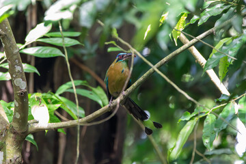 A Lesson's Motmot in Costa Rica