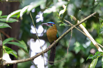 A Lesson's Motmot in Costa Rica