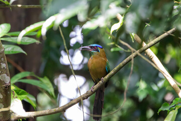 A Lesson's Motmot in Costa Rica