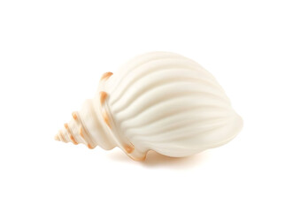 Seashell on white background isolated marine shell summer beach nature aquatic spiral mollusk ocean decoration