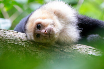A Central American White-faced Capuchin in Costa Rica