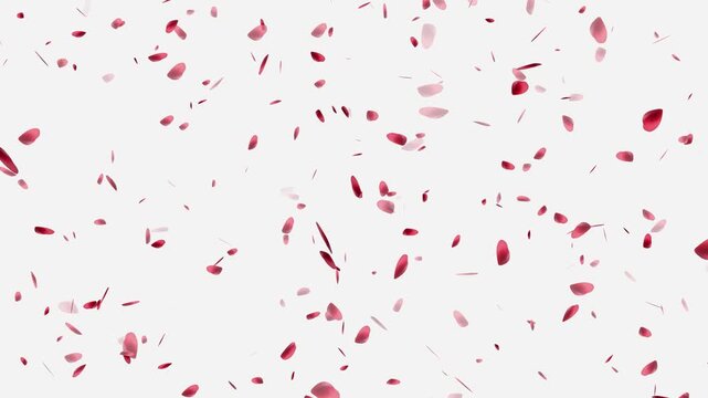 red heart of rose petals flying with vortex on white background, Floating red rose petals. Isolated natural 3D rose flowers,
Lovely valentine red colored hearts flying around on white background