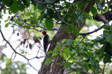 A Pale-billed Woodpecker in Costa Rica